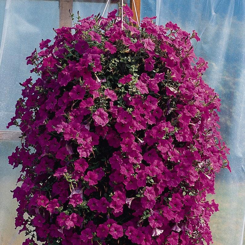 Petunia x 'PAS95053' ~ Wave® Lavender Spreading Petunia-ServeScape