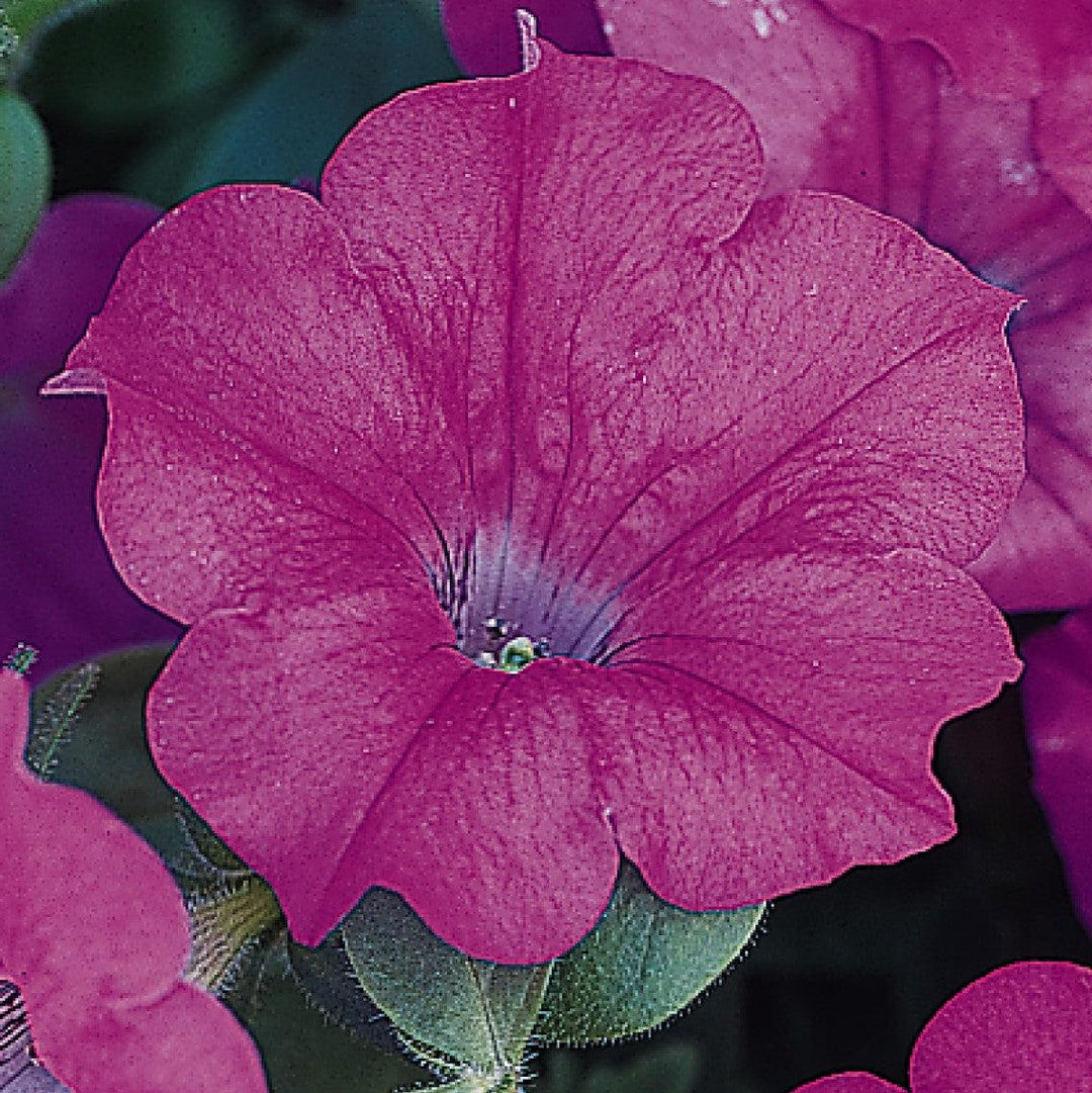 Petunia x 'PAS95053' ~ Wave® Lavender Spreading Petunia-ServeScape