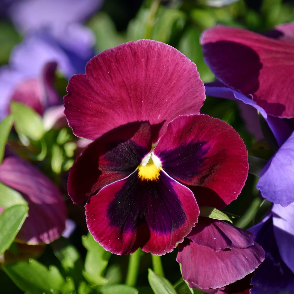 Viola cornuta 'Colormax Rose Blotch' ~ Colormax® Rose Blotch Viola-ServeScape