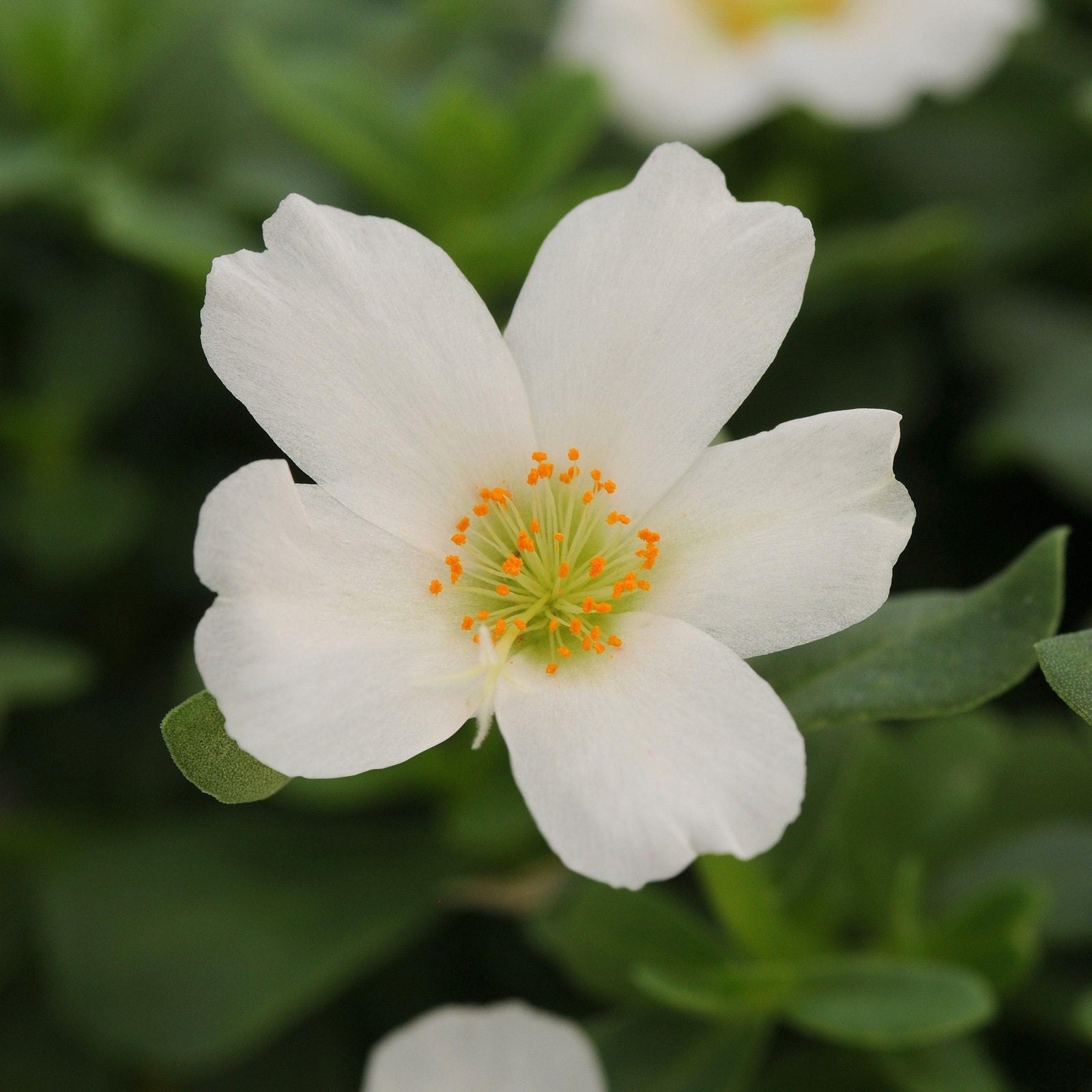 Portulaca oleracea 'Balriowite' ~ RioGrande™ White Purslane-ServeScape