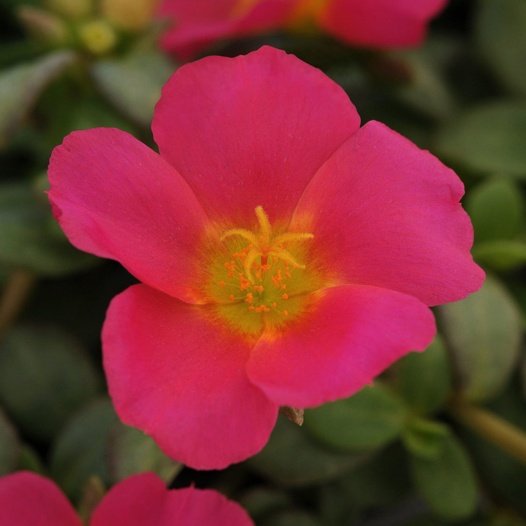 Portulaca oleracea 'KLEPO14001' ~ RioGrande™ Magenta Purslane-ServeScape