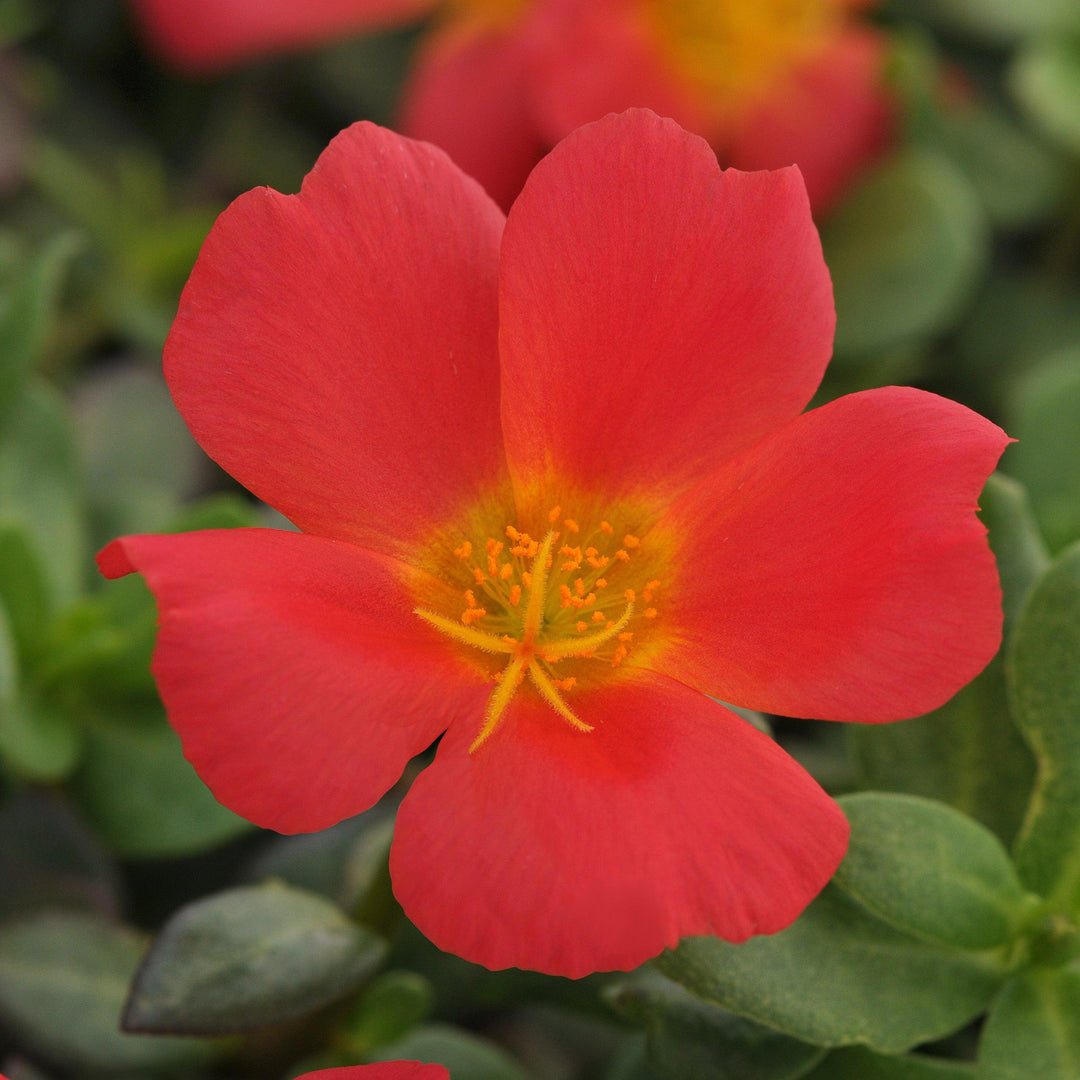 Portulaca oleracea 'KLEPO14002' ~ RioGrande™ Scarlet Purslane-ServeScape