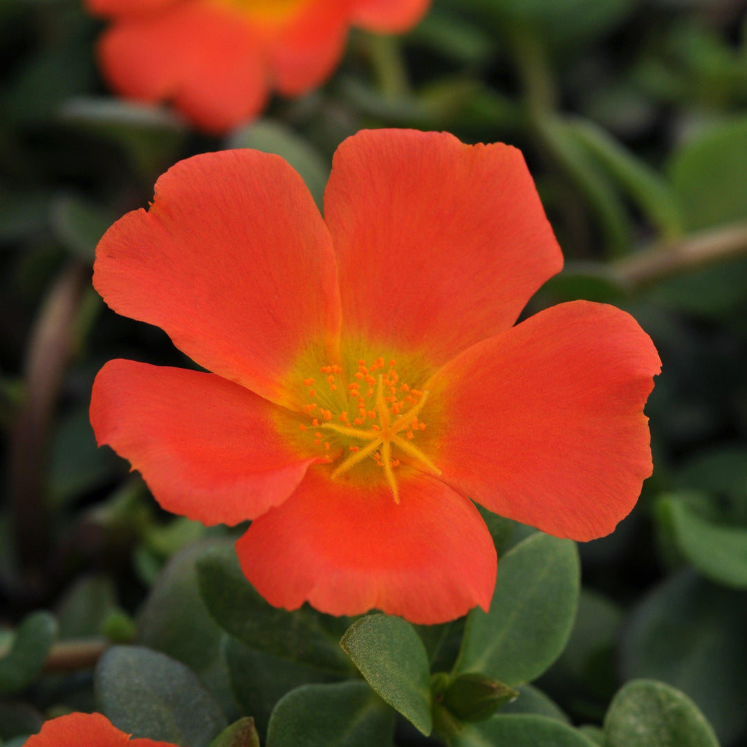 Portulaca oleracea 'KLEPO14824' ~ RioGrande™ Orange Purslane-ServeScape