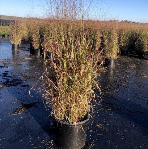 Panicum virgatum 'Shenandoah' ~ Shenandoah Switch Grass-ServeScape