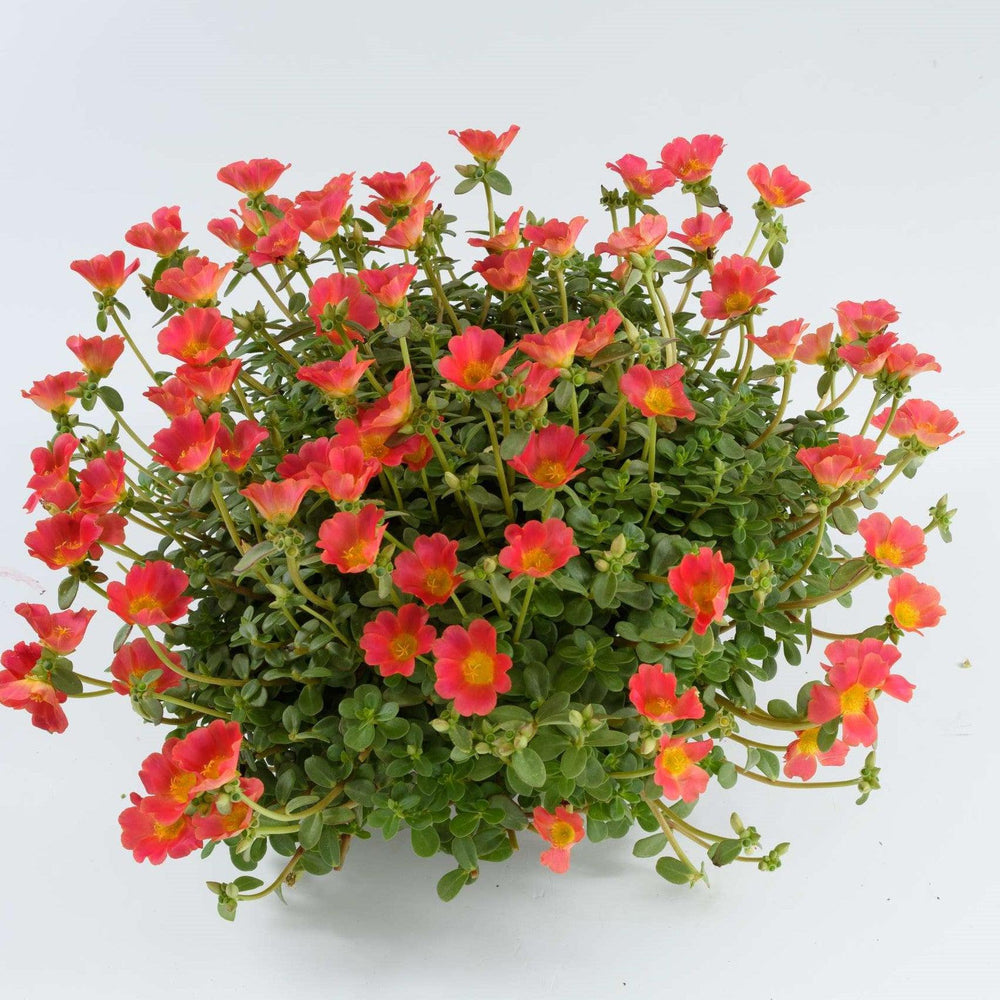 Portulaca oleracea 'Nano Pazzaz Hot Pink' ~ Nano Pazzaz™ Hot Pink Purslane-ServeScape