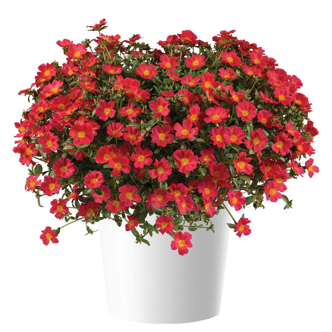 Portulaca oleracea 'Pazzaz Red Flare' ~ Pazzaz™ Red Flare Purslane-ServeScape