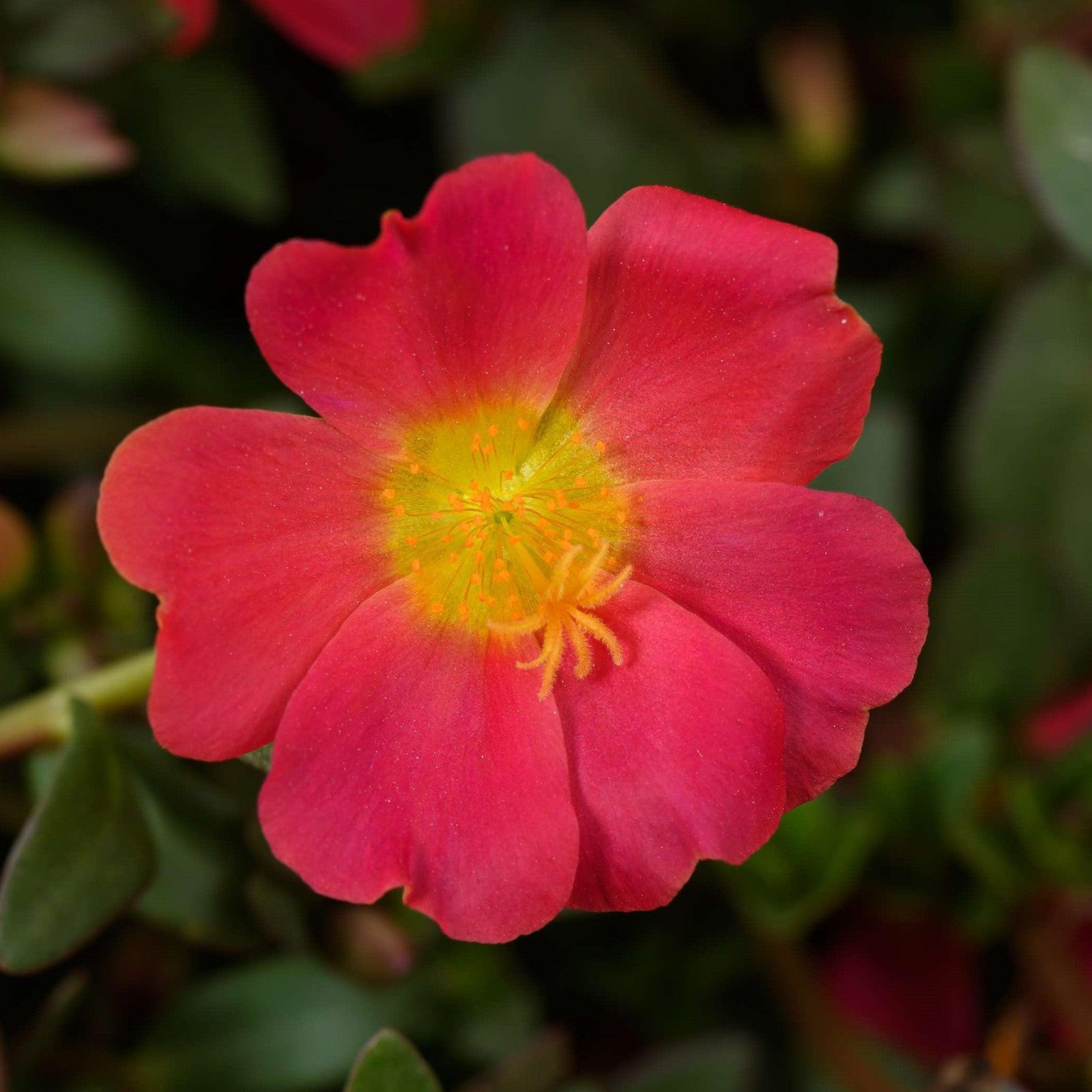 Portulaca oleracea 'Pazzaz Red Flare' ~ Pazzaz™ Red Flare Purslane-ServeScape