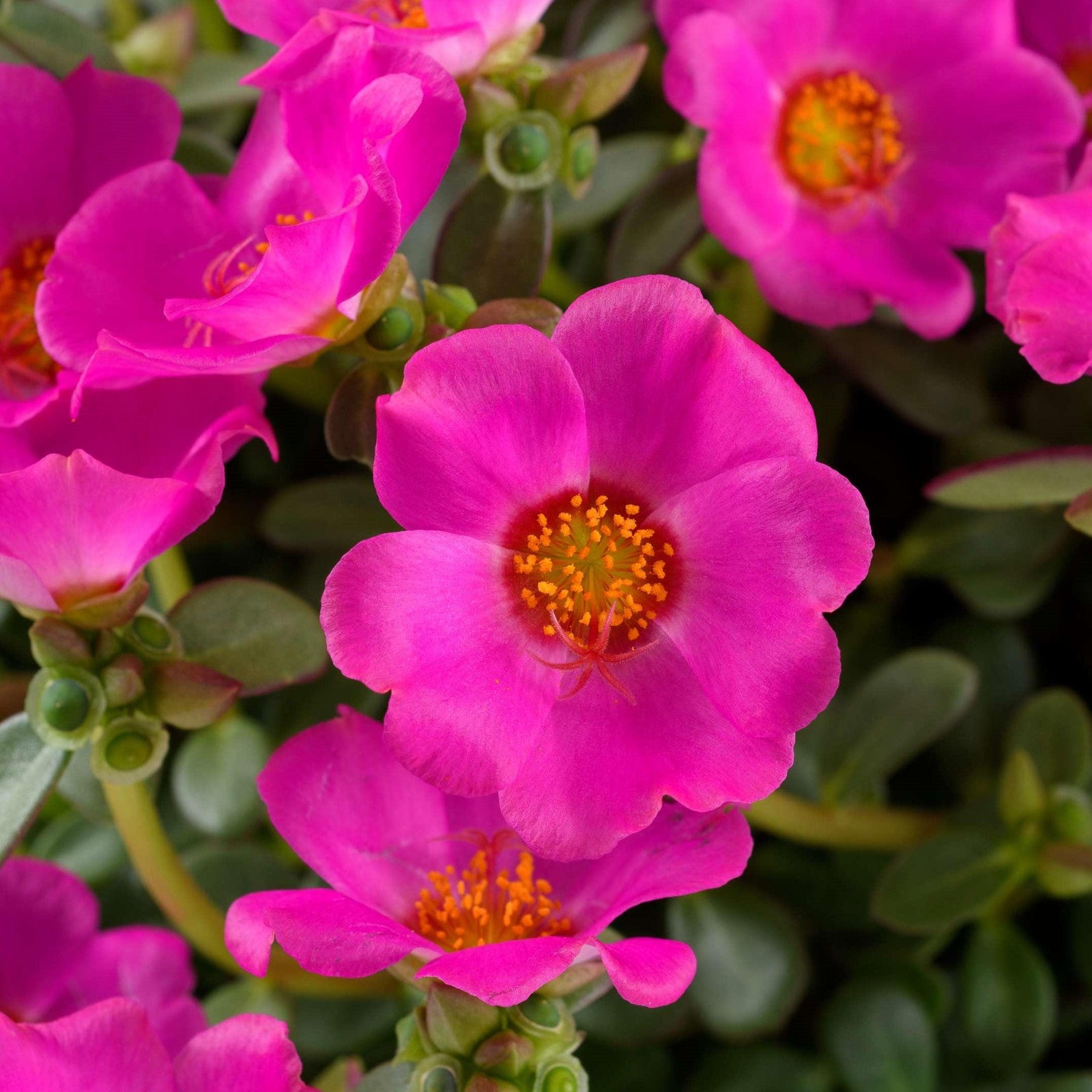 Portulaca oleracea 'Nano Pazzaz Purple' ~ Nano Pazzaz™ Purple Purslane-ServeScape