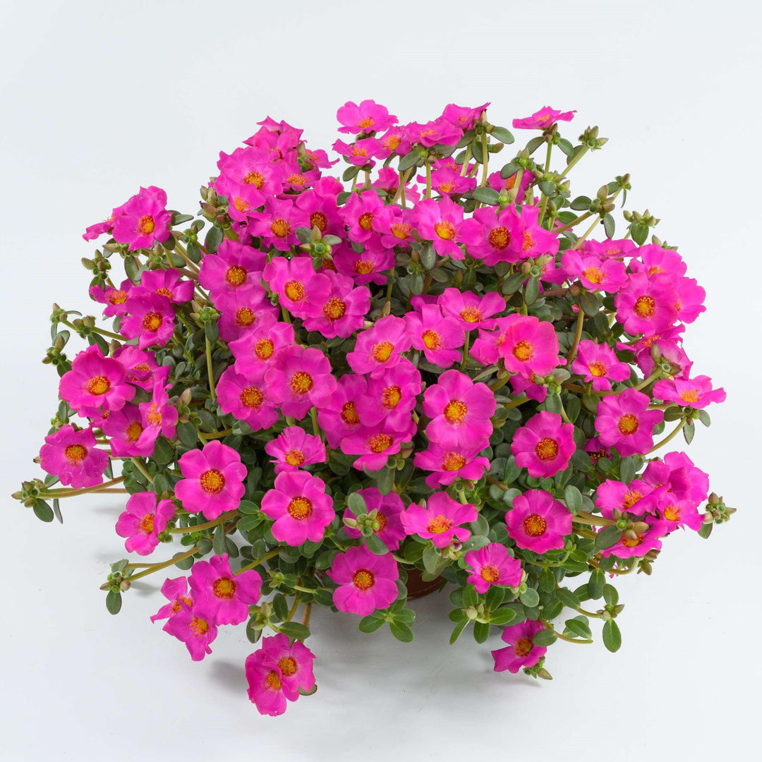 Portulaca oleracea 'Nano Pazzaz Purple' ~ Nano Pazzaz™ Purple Purslane-ServeScape