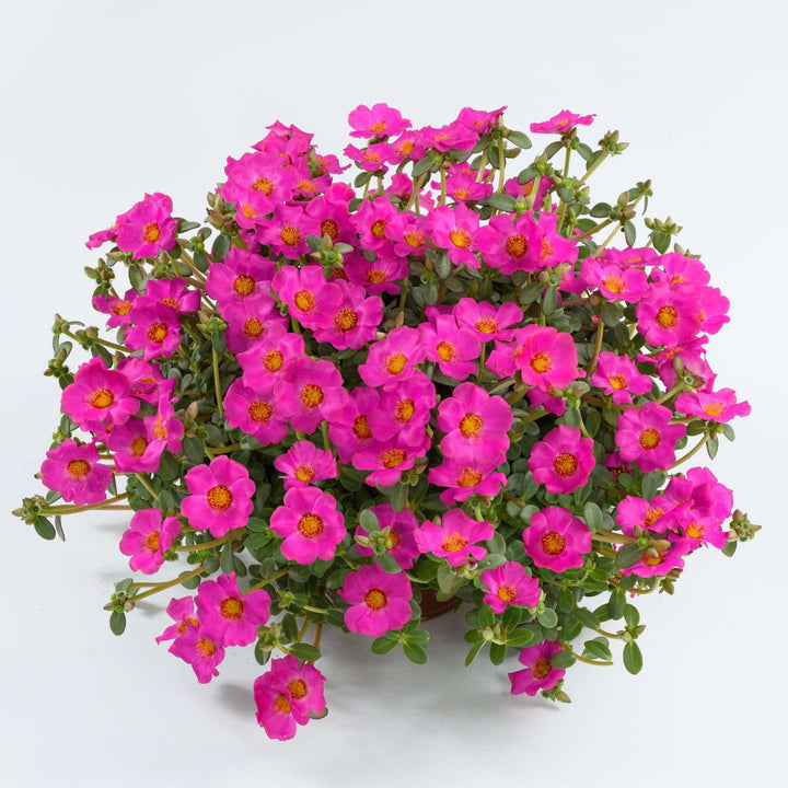 Portulaca oleracea 'Nano Pazzaz Purple' ~ Nano Pazzaz™ Purple Purslane-ServeScape