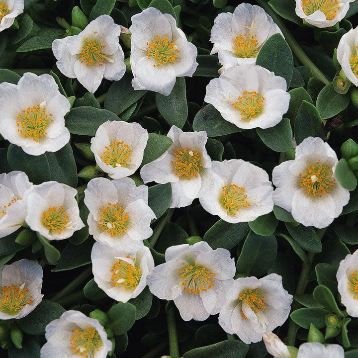 Portulaca oleracea 'Balriowite' ~ RioGrande™ White Purslane-ServeScape