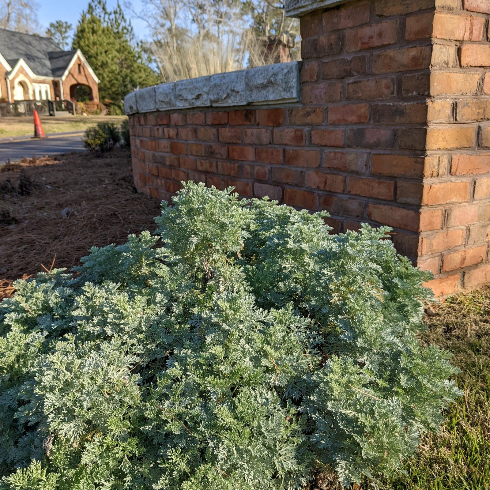 Artemisia x 'Powis Castle' ~ Powis Castle Artemisia-ServeScape