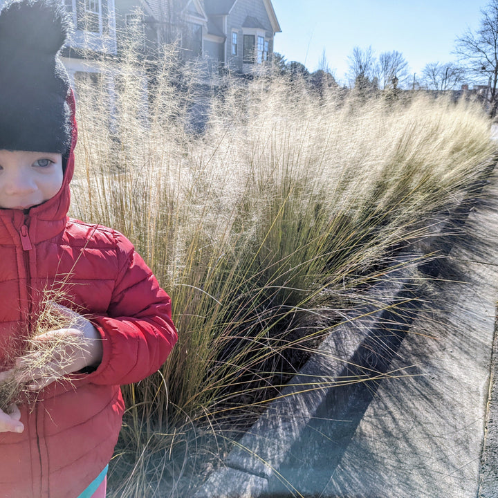 Muhlenbergia capillaris 'White Cloud' ~ White Cloud Muhly Grass-ServeScape