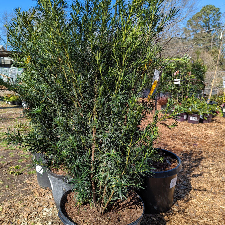 Podocarpus macrophyllus 'Maki' ~ Maki Shrubby Yew Podocarpus-ServeScape