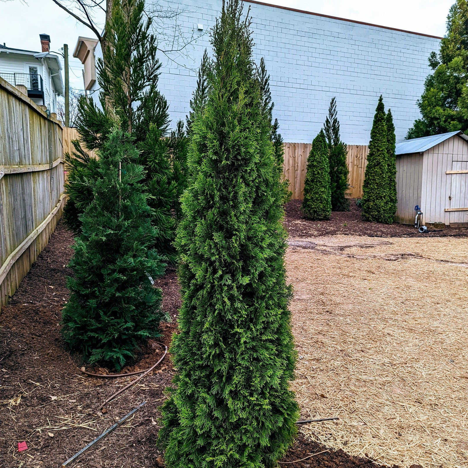 Thuja occidentalis 'Smaragd' ~ Emerald Green Arborvitae-ServeScape