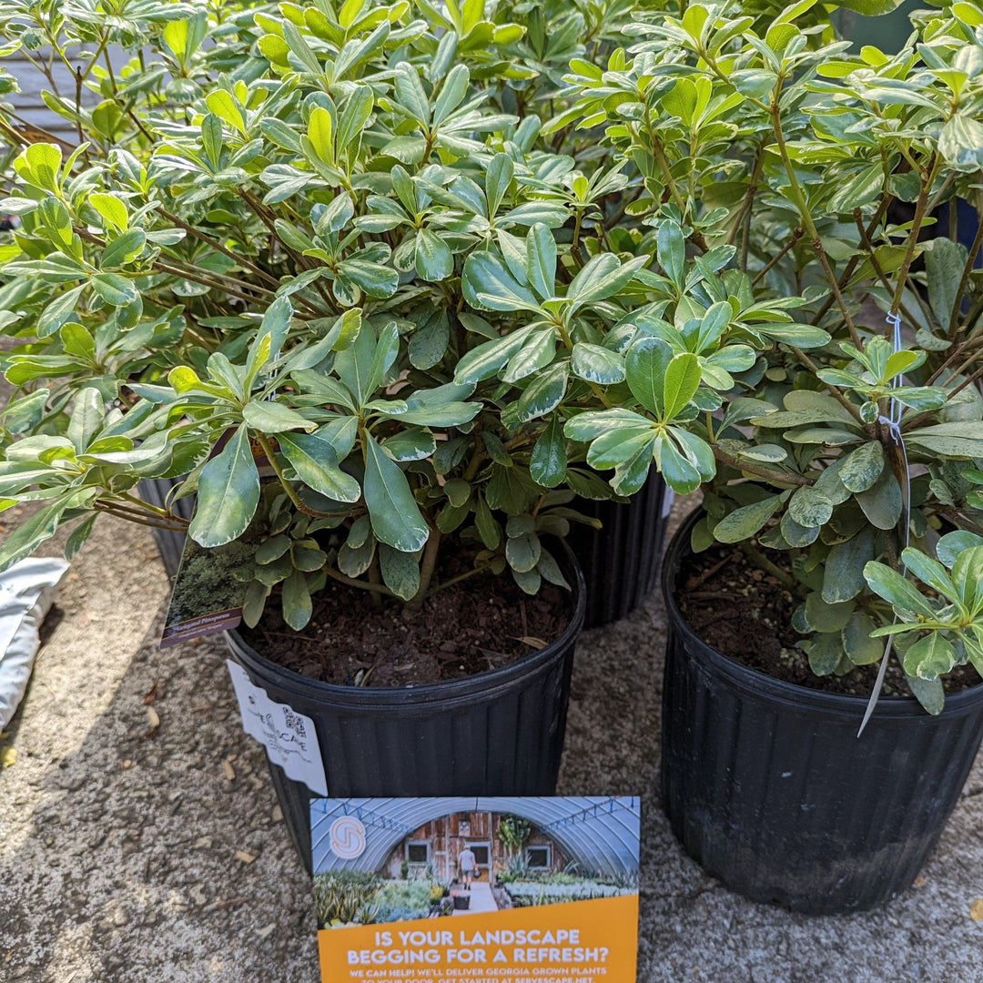 Pittosporum tobira 'Variegatum' ~ Variegated Pittosporum, Mock Orange-ServeScape