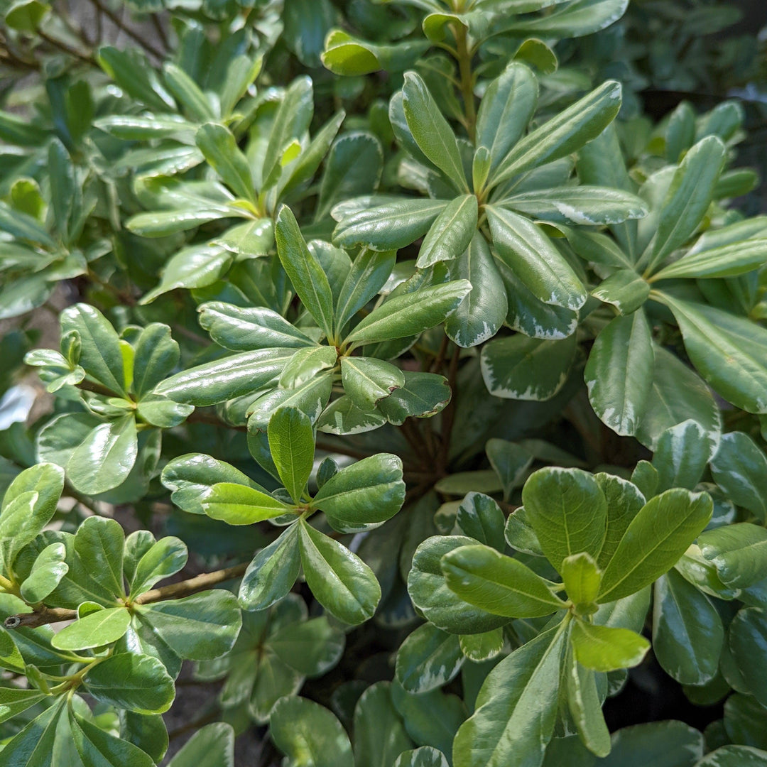 Pittosporum tobira 'Variegatum' ~ Variegated Pittosporum, Mock Orange-ServeScape
