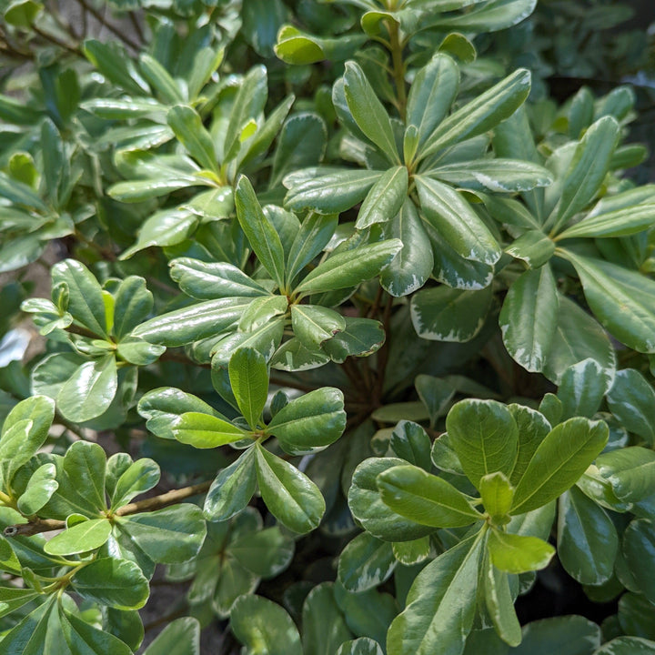 Pittosporum tobira 'Variegatum' ~ Variegated Pittosporum, Mock Orange-ServeScape
