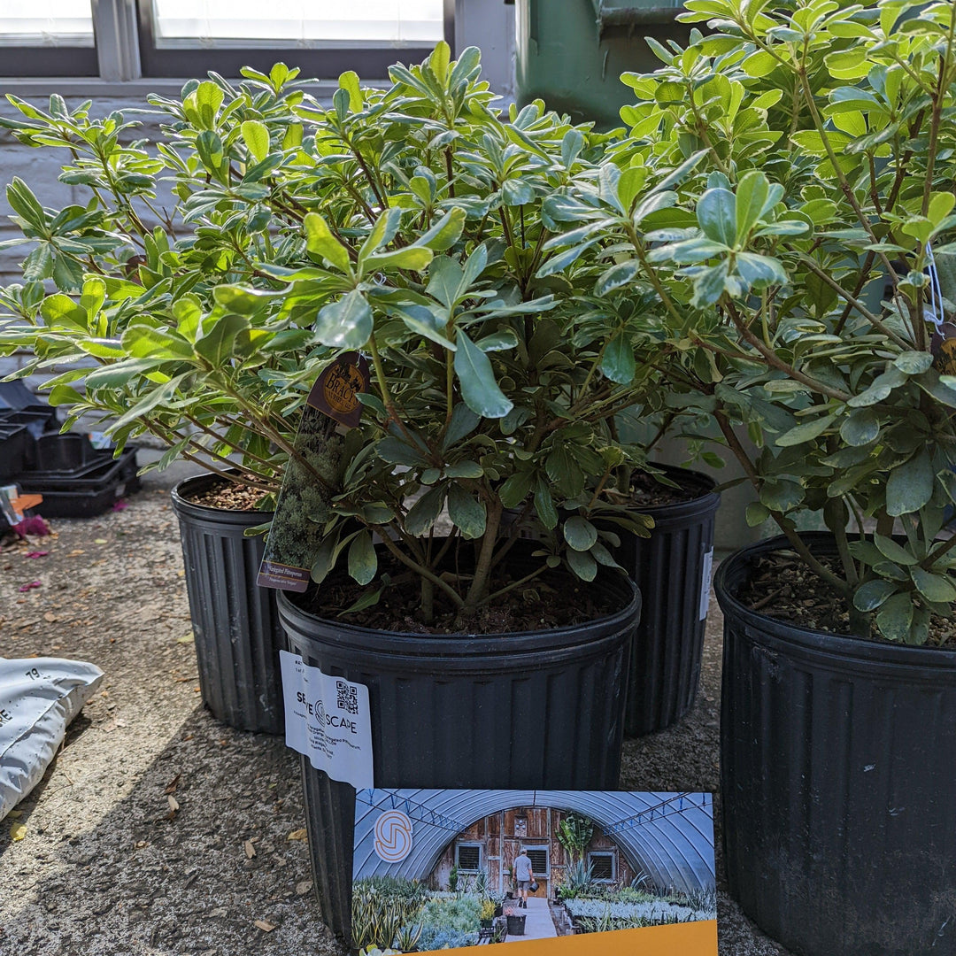 Pittosporum tobira 'Variegatum' ~ Variegated Pittosporum, Mock Orange-ServeScape