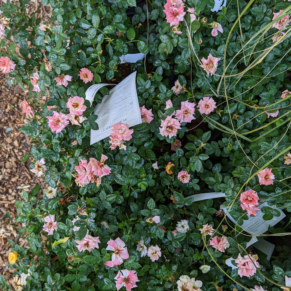 Rosa ‘Meiggili' PP18,542 ~ Peach Drift® Rose-ServeScape