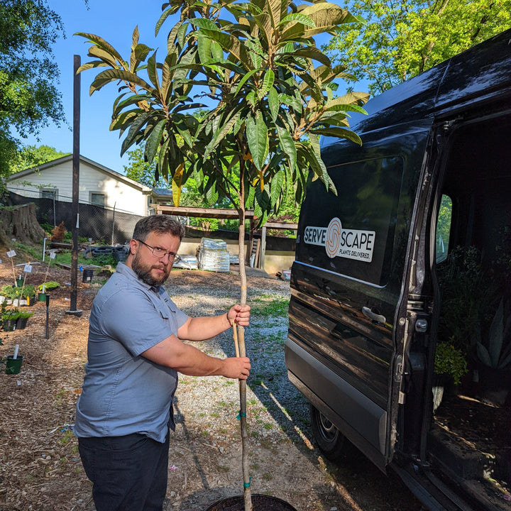 Eriobotrya japonica ~ Loquat-ServeScape