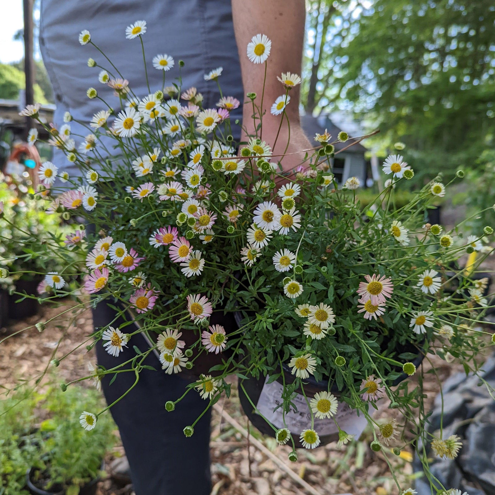 Erigeron karvinskianus 'Profusion' ~ Mexican Daisy, Fleabane-ServeScape