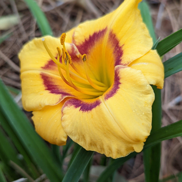 Hemerocallis x 'SPD 06-0' PP22181 ~ Kokomo Sunset™ Daylily-ServeScape