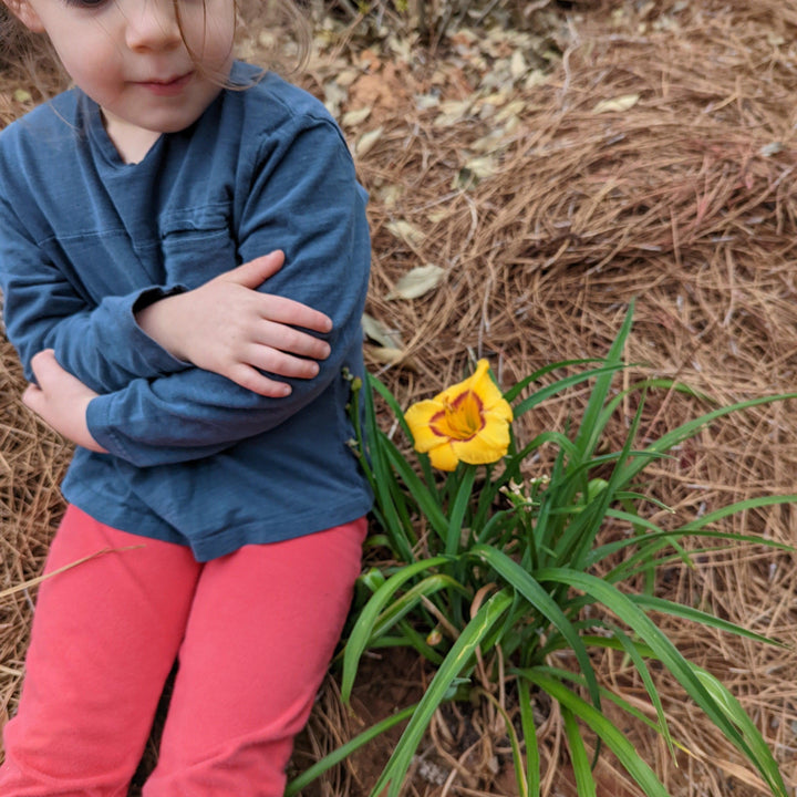 Hemerocallis x 'SPD 06-0' PP22181 ~ Kokomo Sunset™ Daylily-ServeScape
