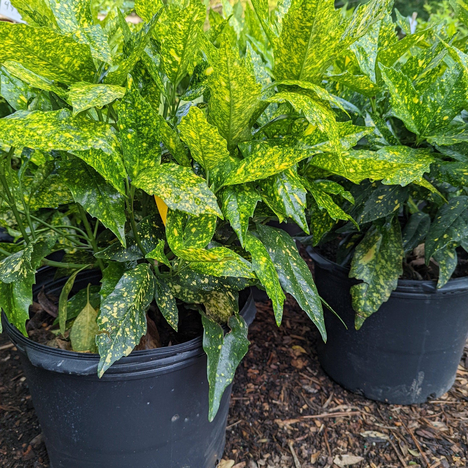 Aucuba japonica 'Marmorata' ~ Marmorata Japanese Aucuba-ServeScape