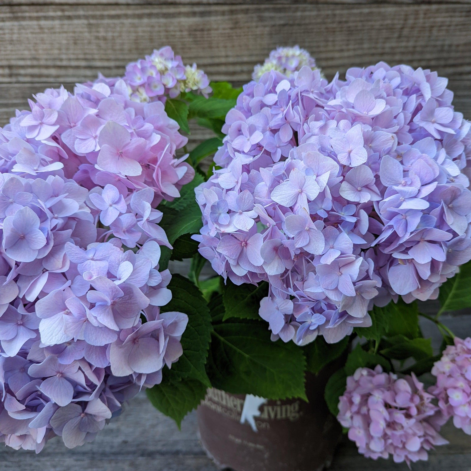 Hydrangea macrophylla 'Big Daddy' ~ Big Daddy Hydrangea-ServeScape