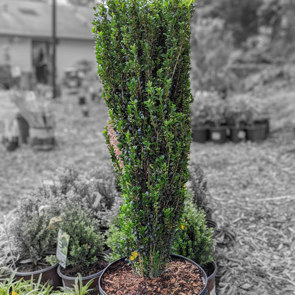 Ilex crenata 'Sky Pencil' ~ Sky Pencil Japanese Holly-ServeScape