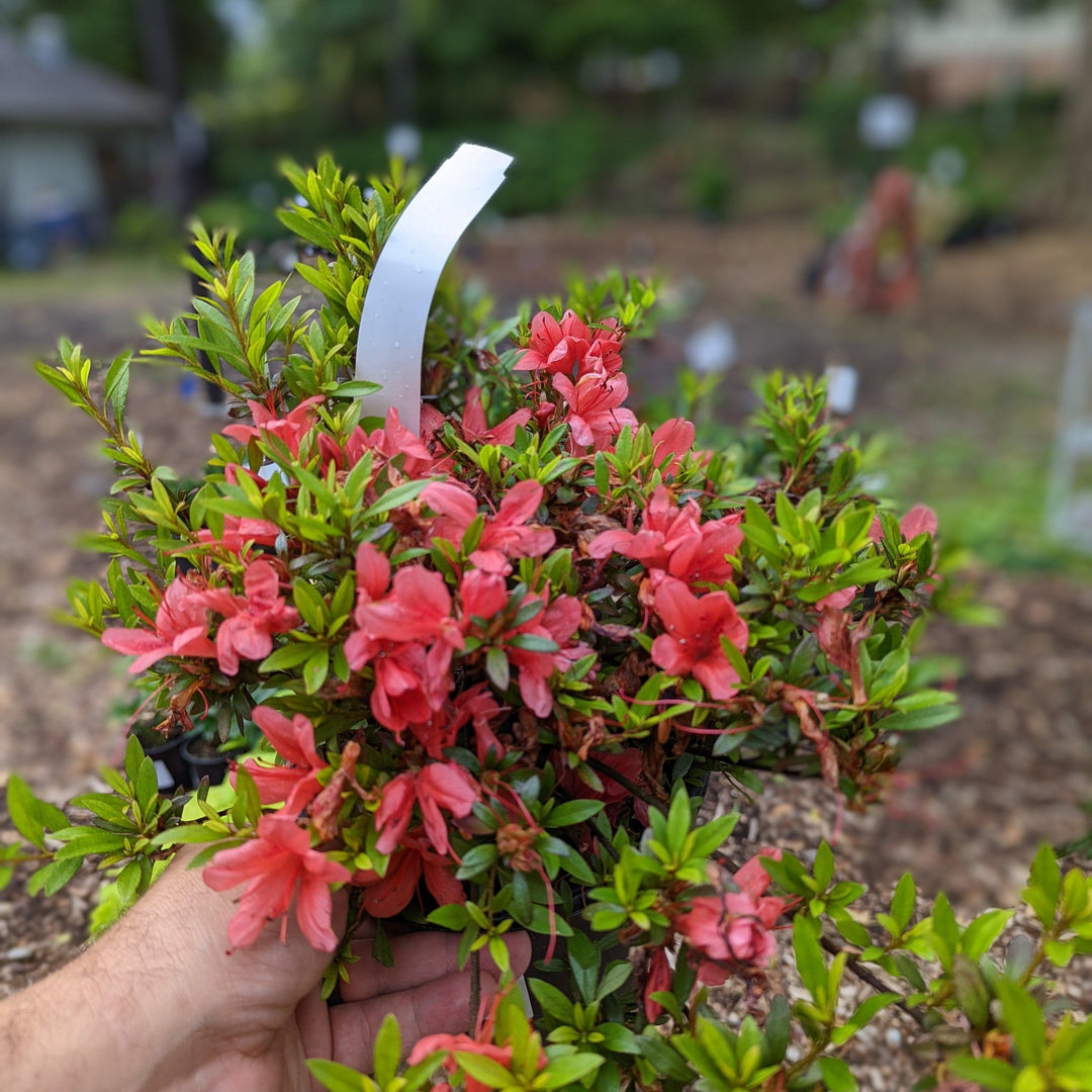 Rhododendron 'Flame Creeper' ~ 'Flame Creeper' Azalea-ServeScape