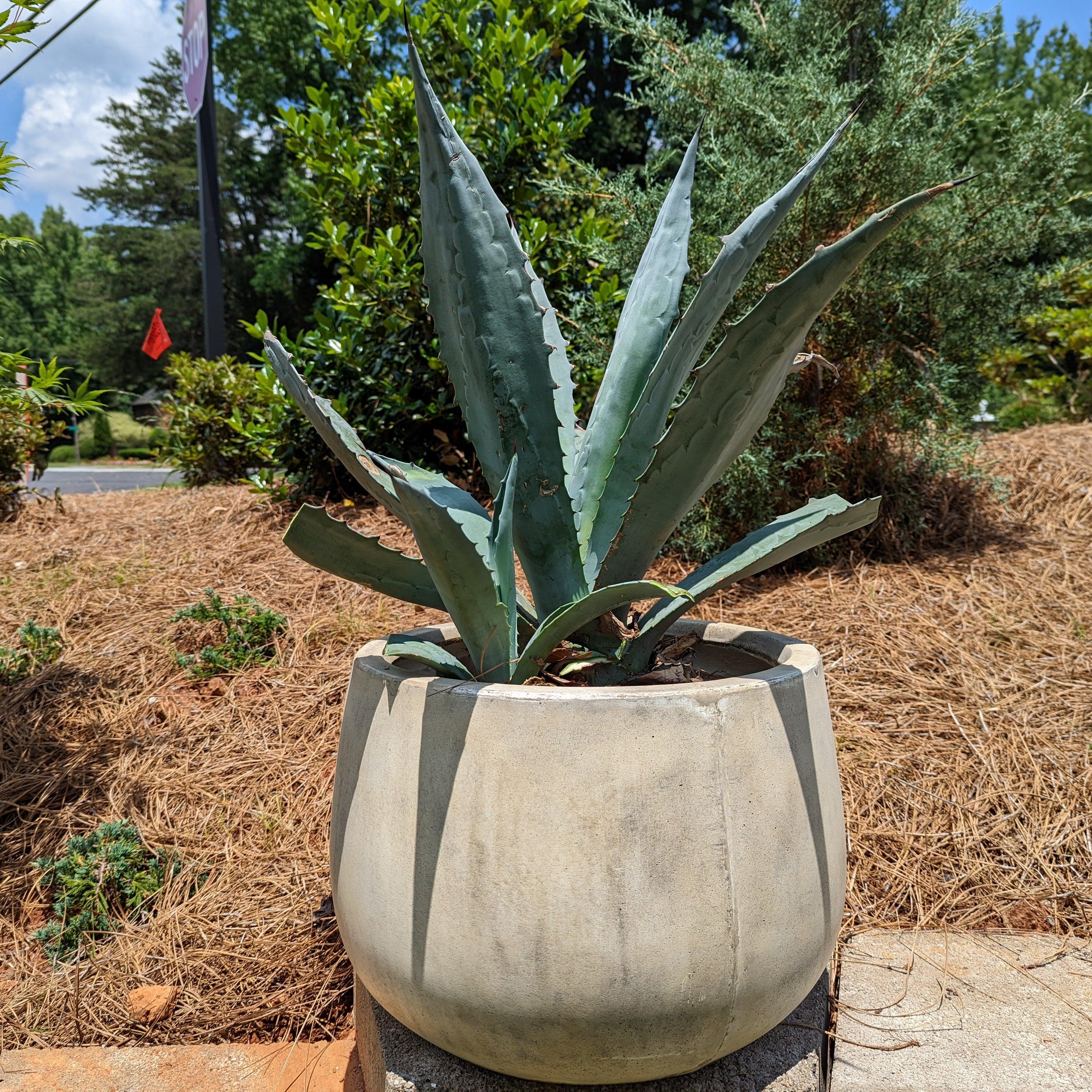 agave potted plant Blue Agave, American Century Plant