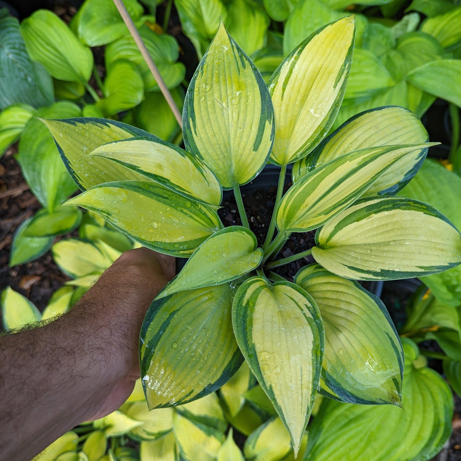 Hosta 'June' ~ June Hosta-ServeScape