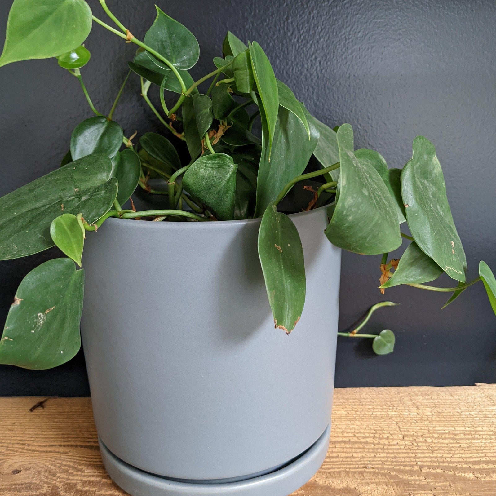 Indoor ~ Dark Gray Ceramic Pot with Saucer-ServeScape