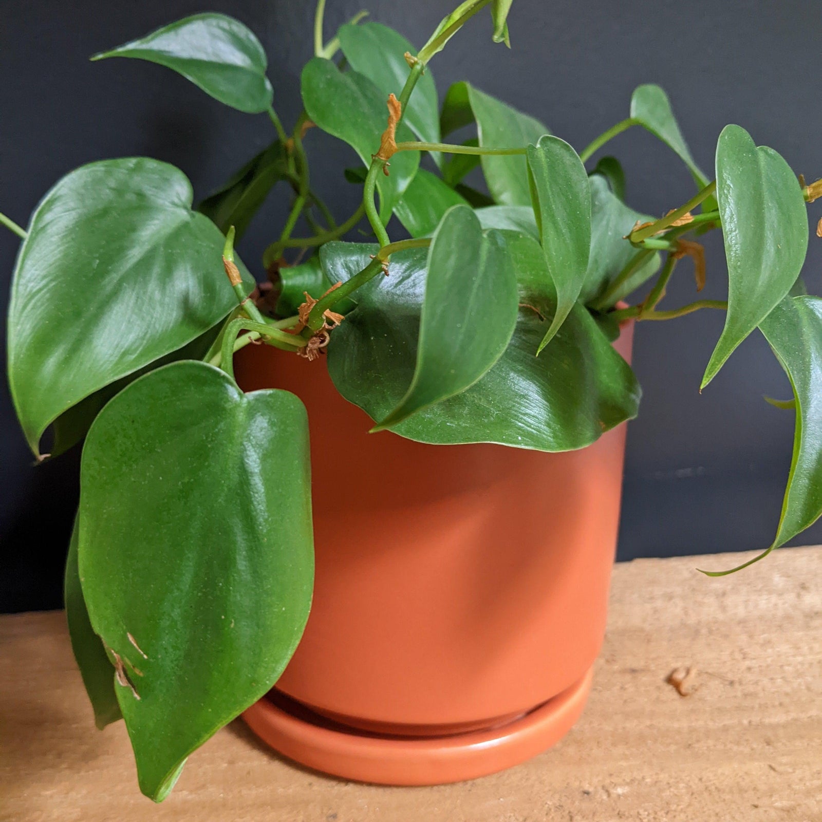 Indoor ~ Orange Ceramic Pot with Saucer-ServeScape