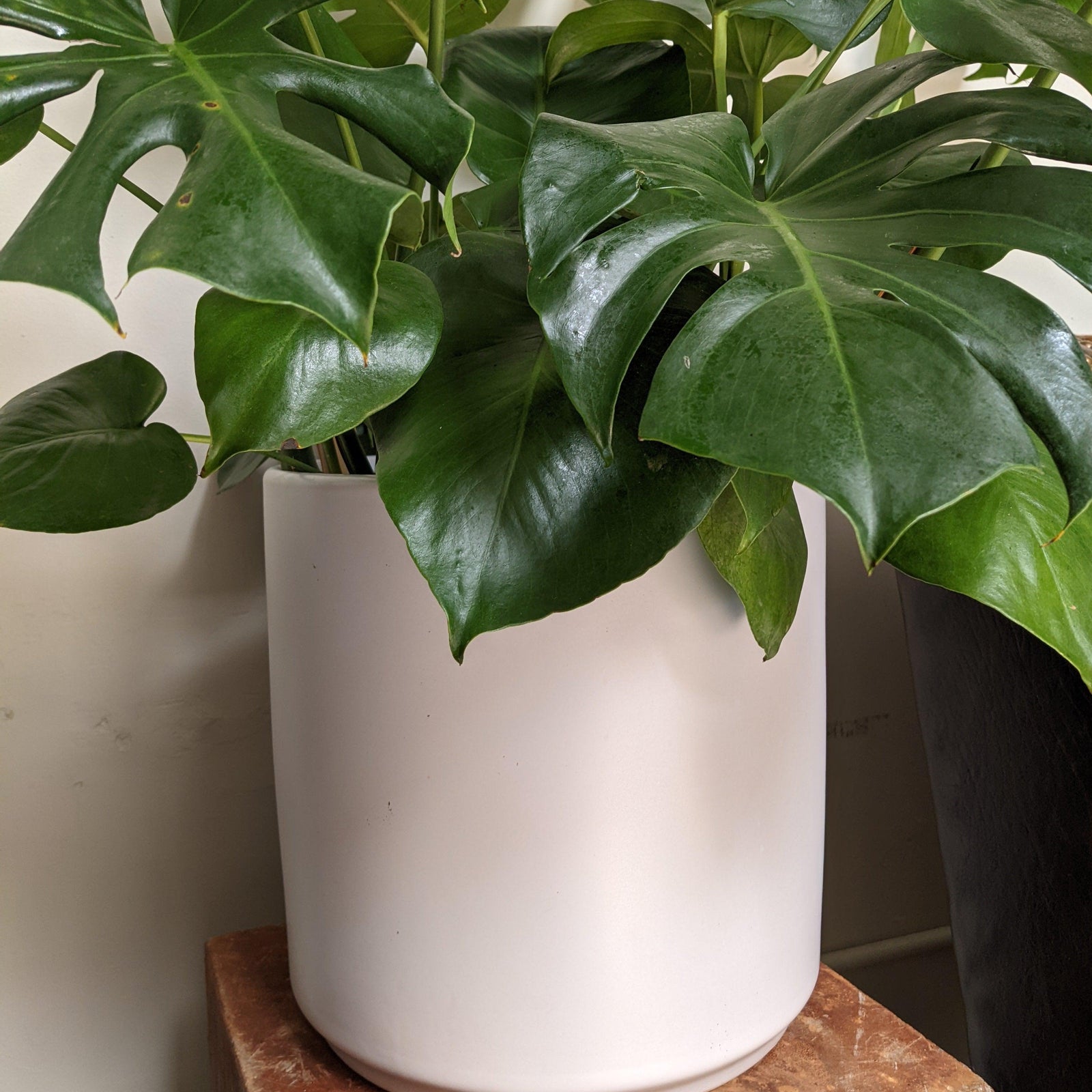 Indoor ~ White Cylinder Ceramic Pot-ServeScape