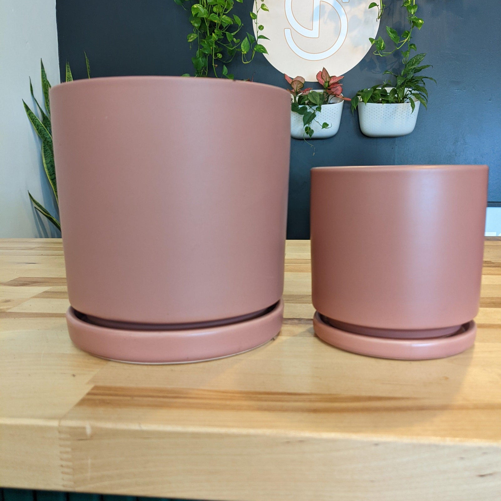 Indoor ~ Pink Ceramic Pot with Saucer-ServeScape
