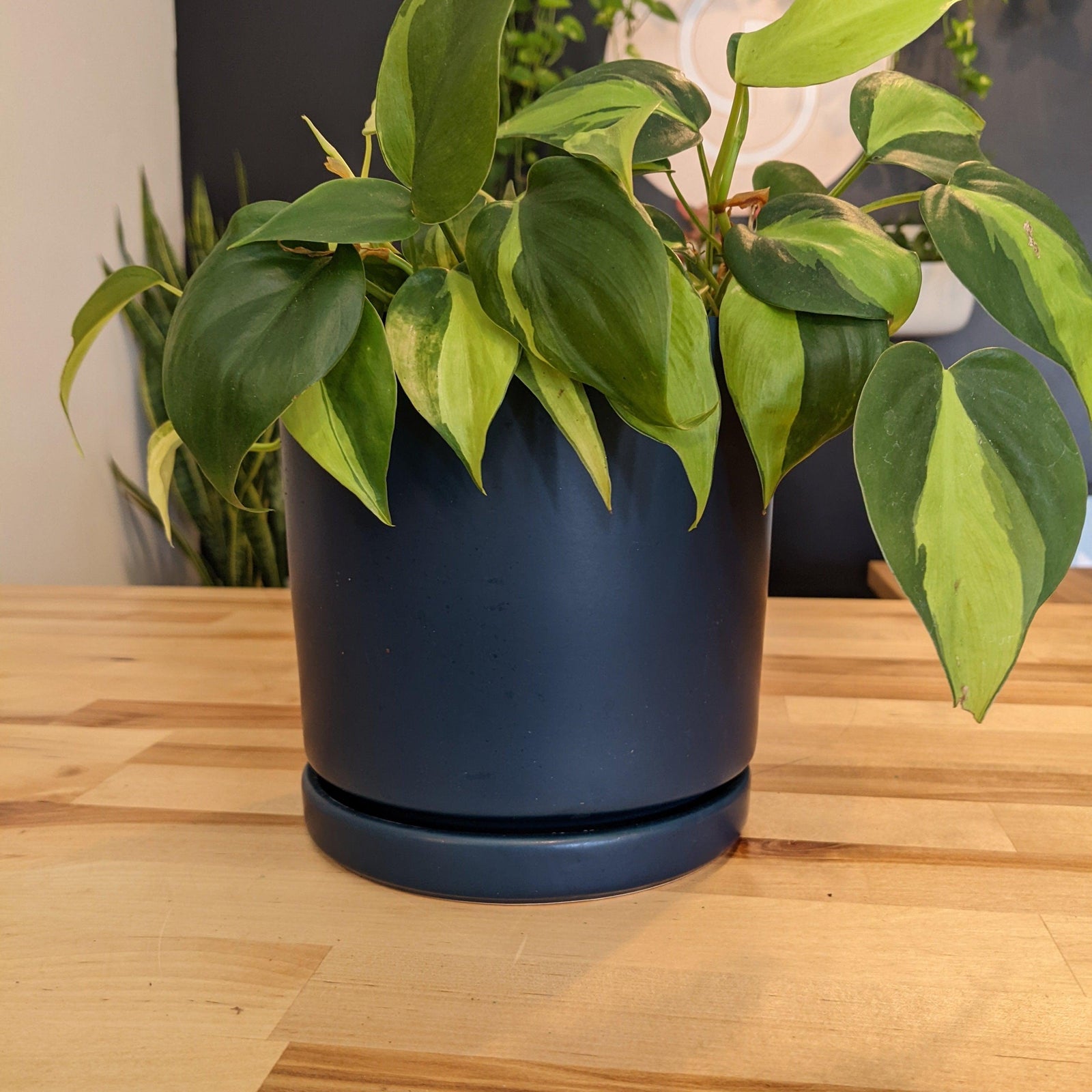 Indoor ~ Navy Ceramic Pot with Saucer-ServeScape