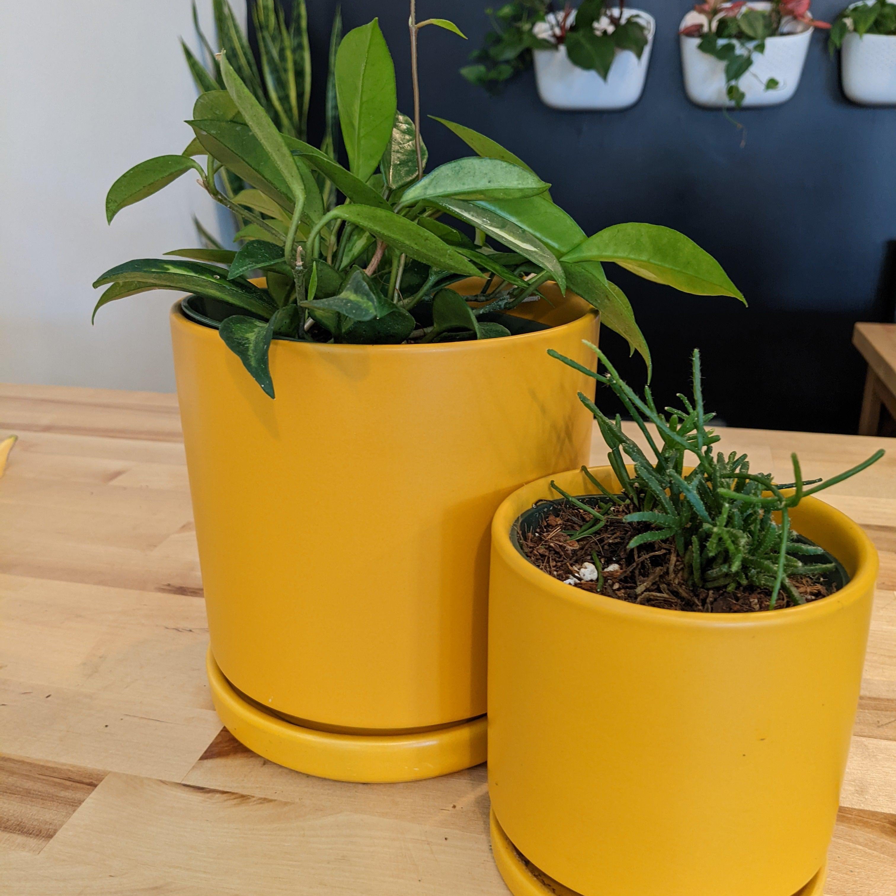 large yellow indoor plant pot Yellow Ceramic Pot with Saucer