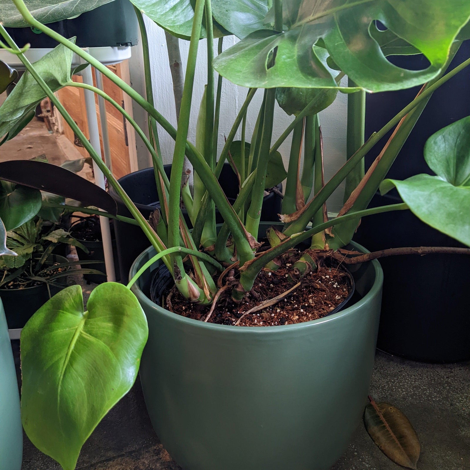 Indoor ~ Green Bell Ceramic Pot-ServeScape