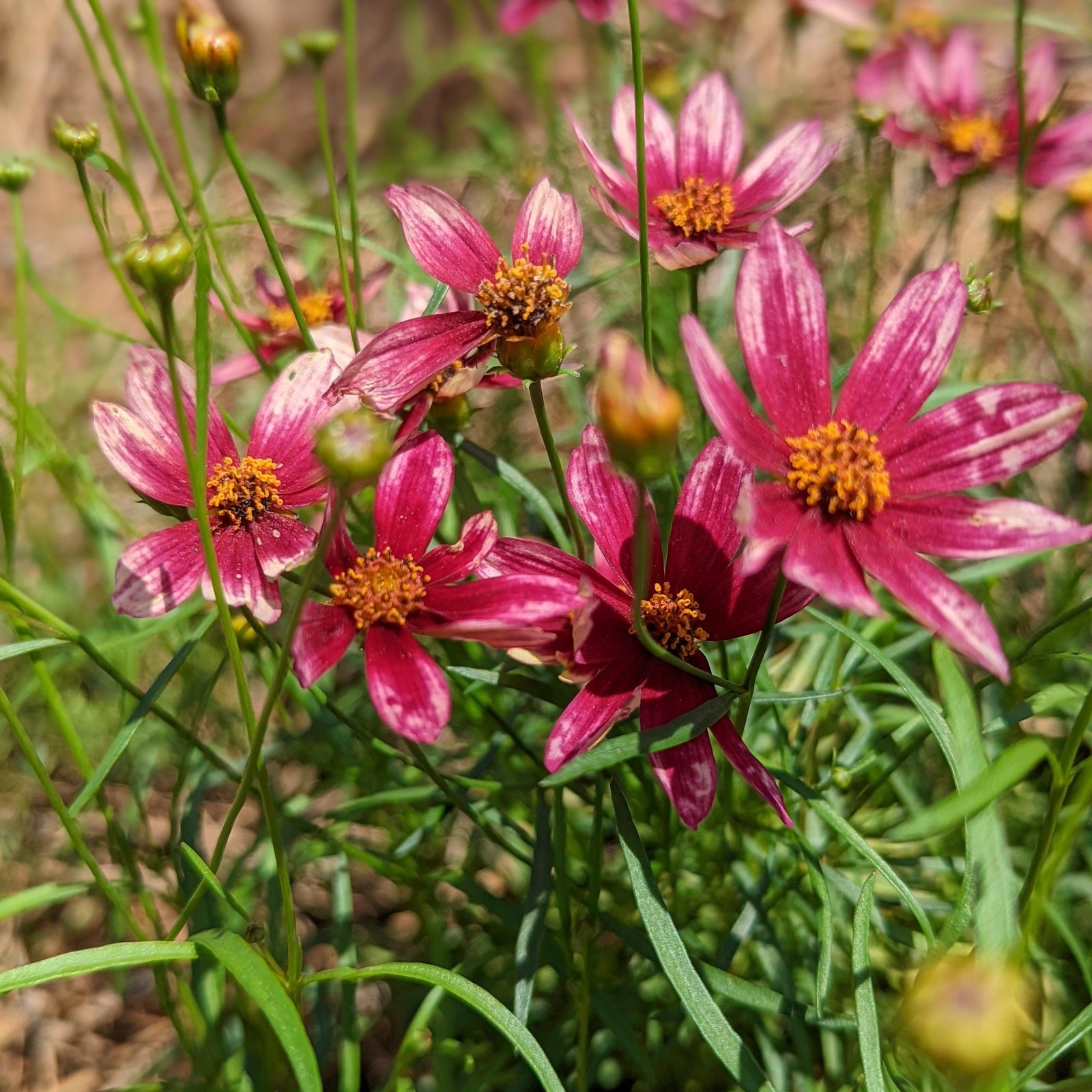 Mainstreet coreopsis ServeScape