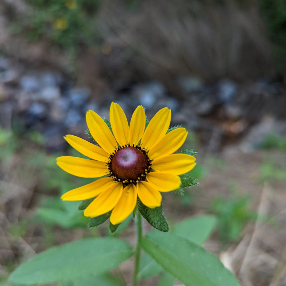 Helianthus angustifolius ~ Swamp Sunflower-ServeScape