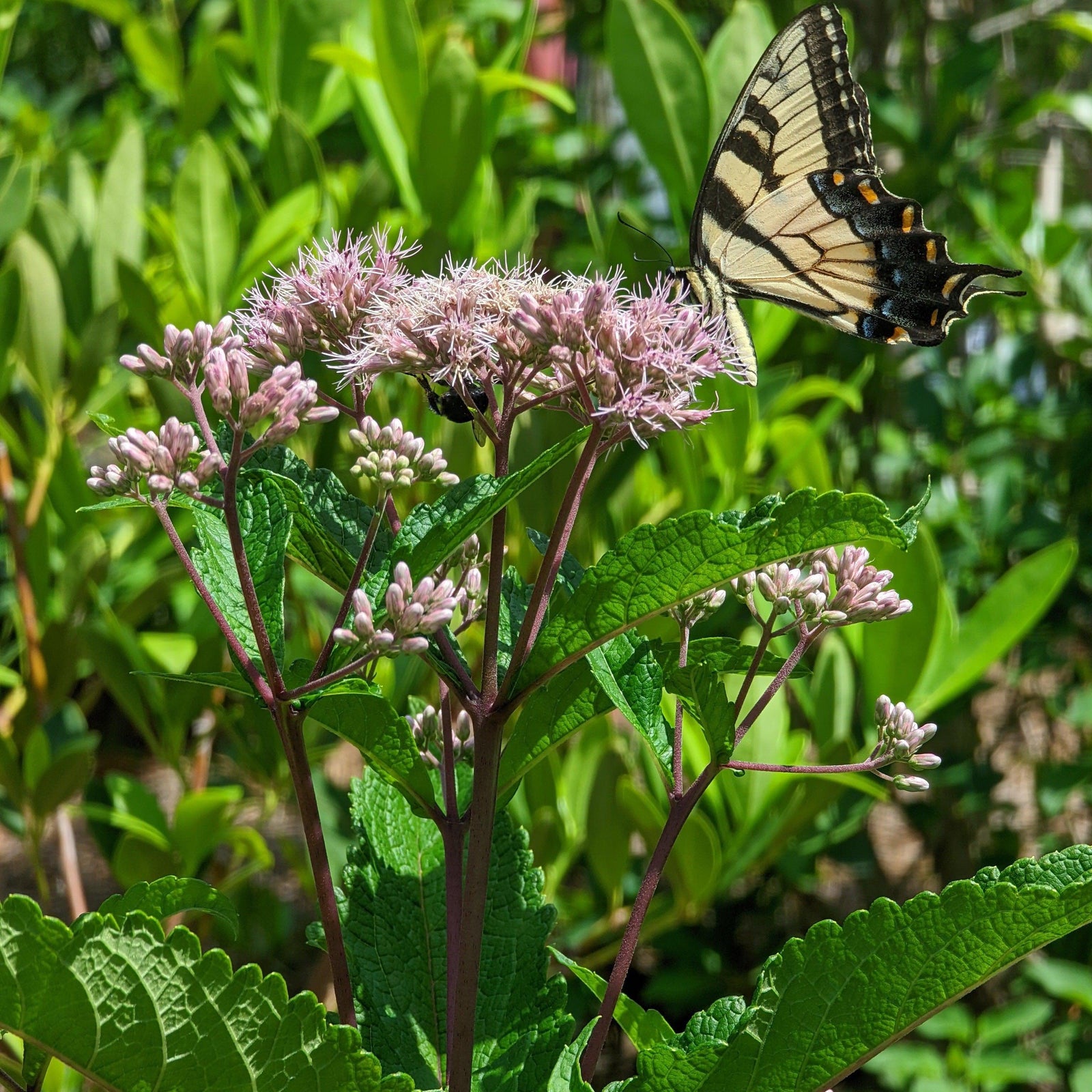 Eupatoriadelphus fistulosa ~ Hollow Stem Joe Pye Weed-ServeScape