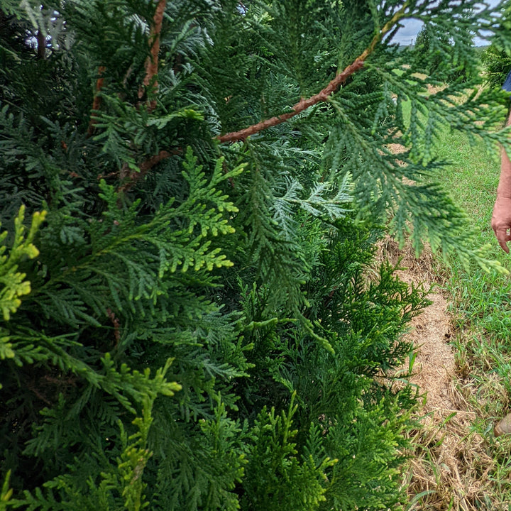 Thuja plicata 'TPMTF' ~ Everyst® Western Cedar-ServeScape