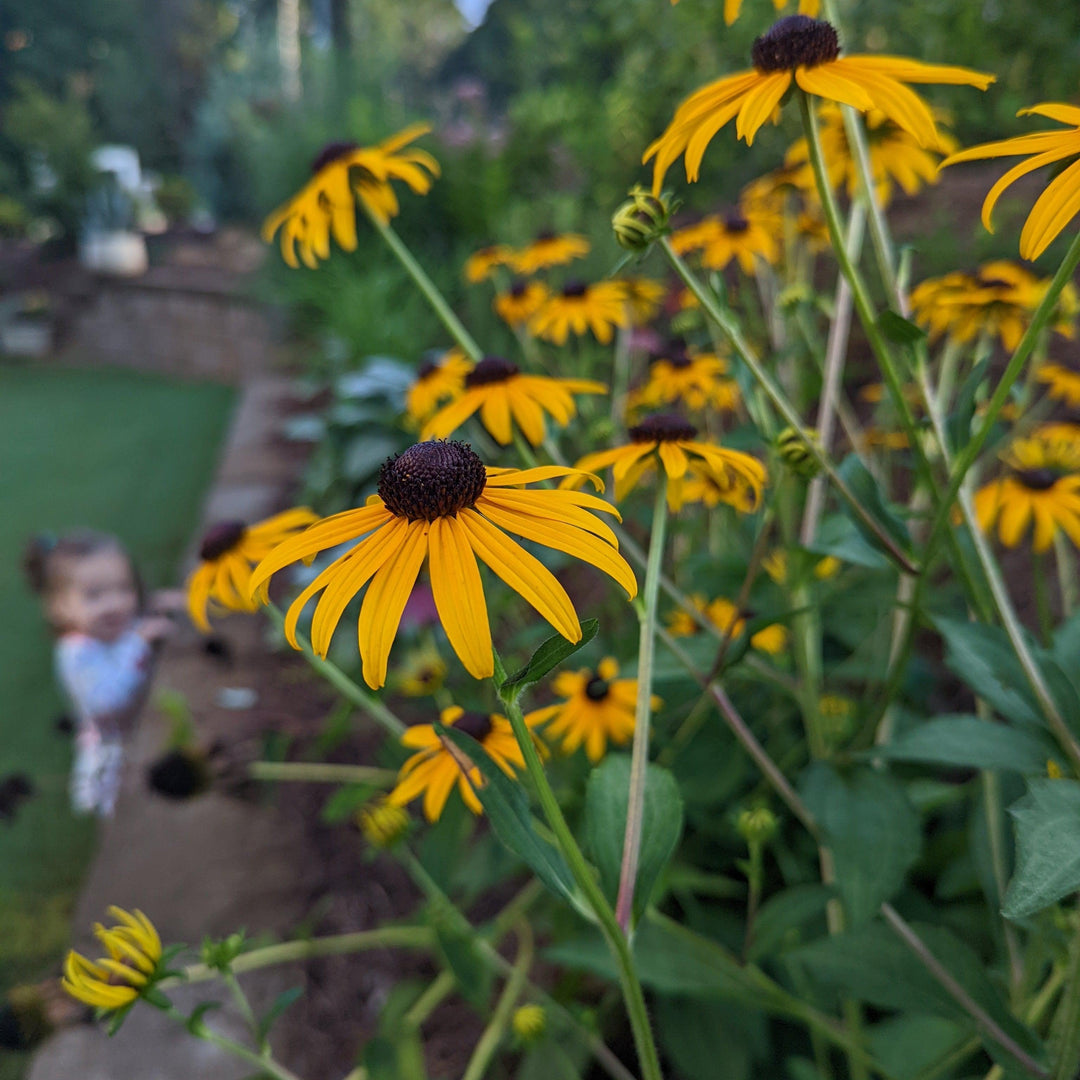 Rudbeckia fulgida 'Goldsturm' ~ Black-Eyed Susan-ServeScape