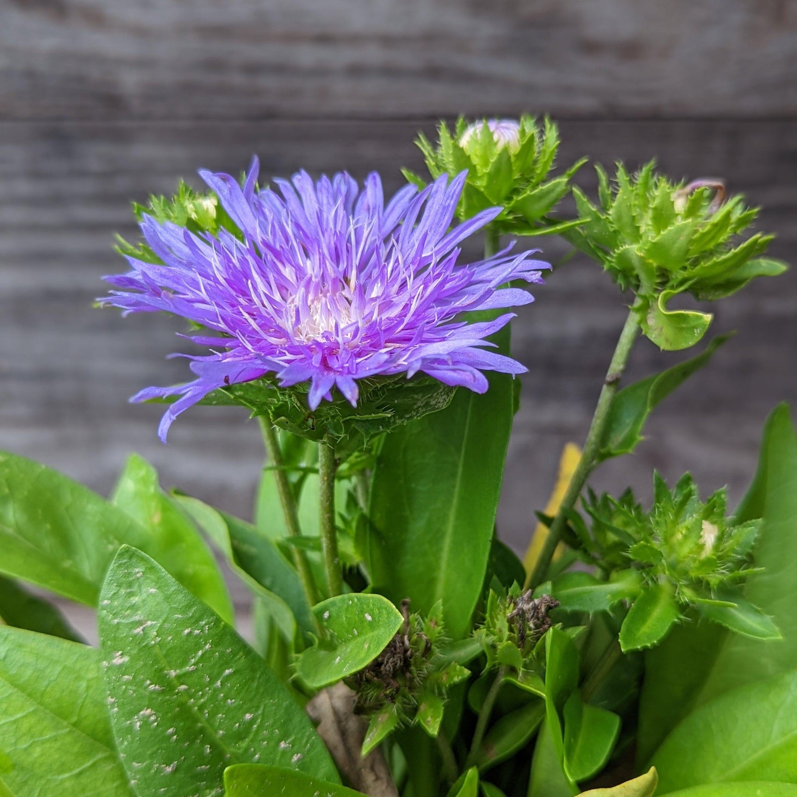 Stokesia laevis 'Peachie's Pick' ~ Peachie's Pick Stoke's Aster-ServeScape