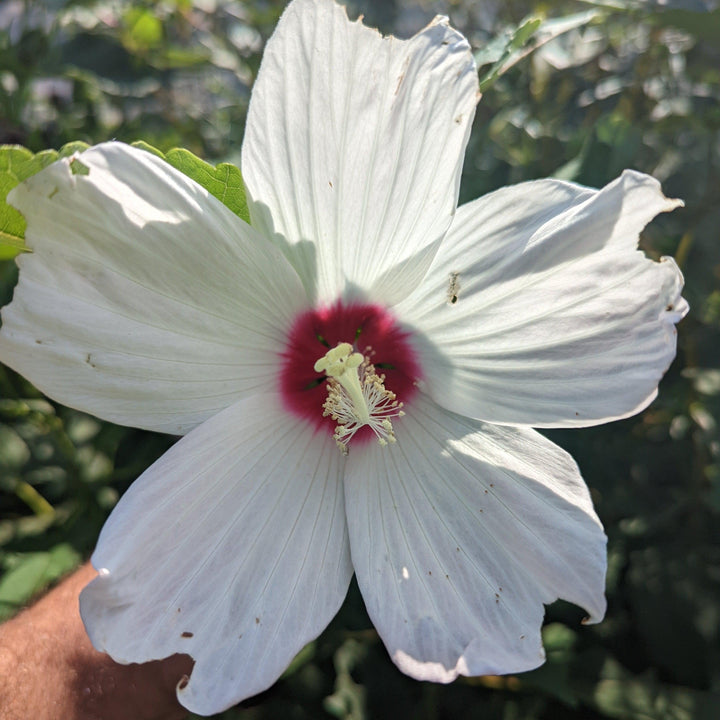 Hibiscus moscheutos ssp. palustris ~ Swamp Rosemallow-ServeScape