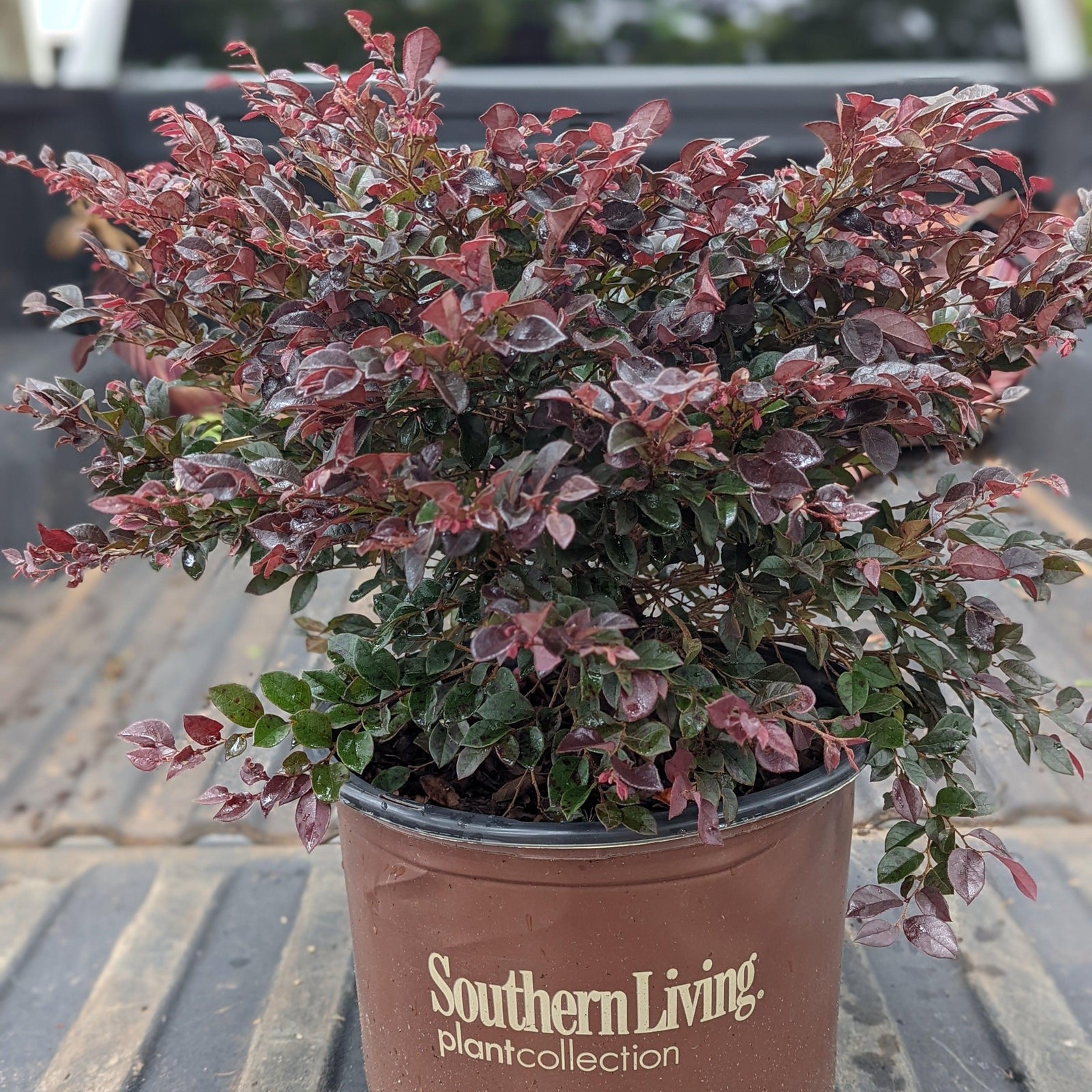Loropetalum chinense 'Purple Daydream' ~ Purple Daydream Fringe Flower-ServeScape