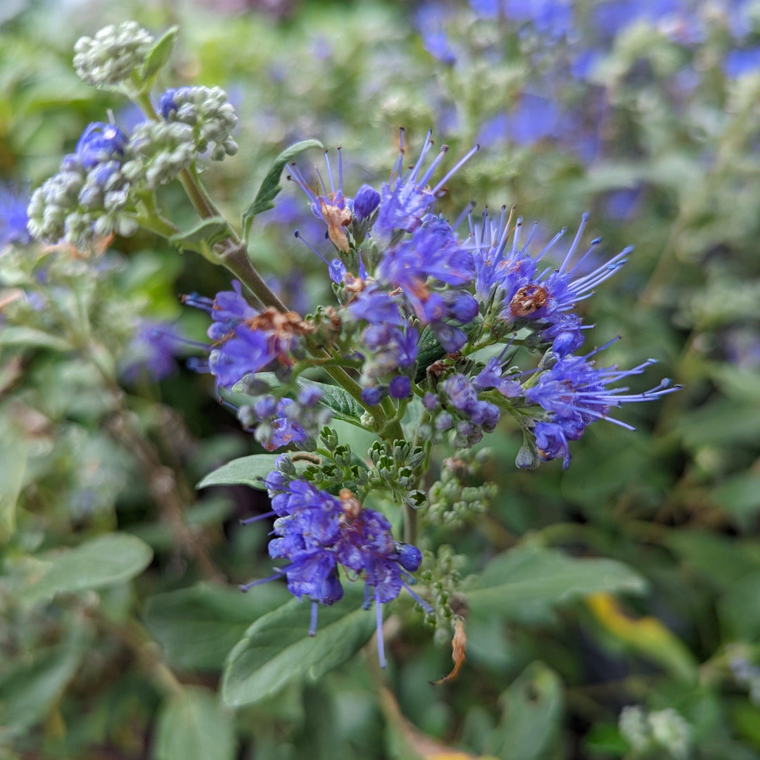 Caryopteris x clandonensis 'CT-9-12' ~ Beyond Midnight® Bluebeard-ServeScape